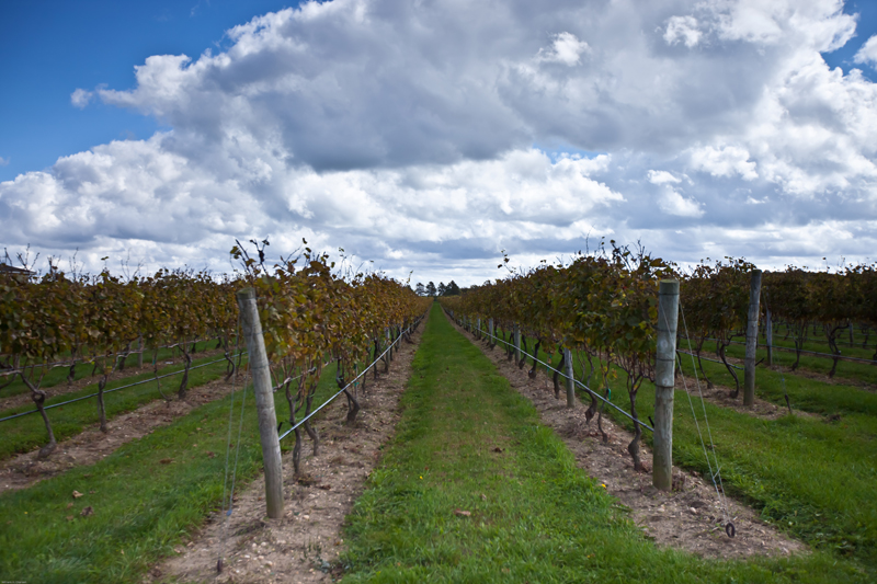 North Fork Vinyard