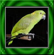 Photo of Charo an Amazon parrot