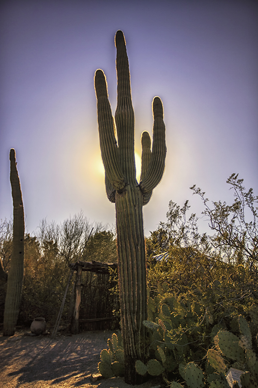 Cactus outlined by sun