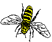 Yellow jacket-not a bee
