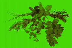 picture of herbs