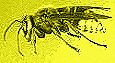 hornet