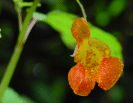 photo of jewelweed flower
