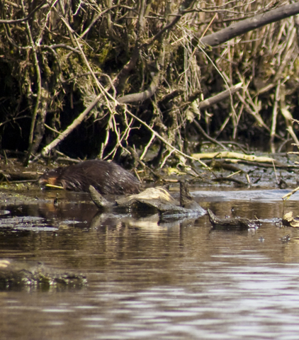 Muskrat, Ondatra zibethicus