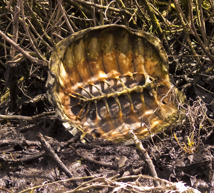 Snapping Turtle, Chelydra serpentina