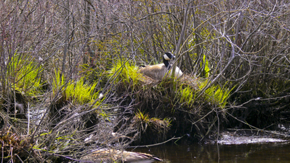Canada Goose, Branta canadensis