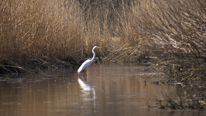 Great White Egret, Ardea alba