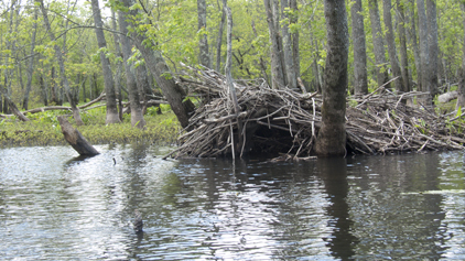 Beaver Lodge