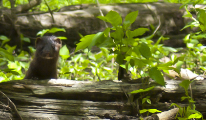 Mink, keeping an eye on me