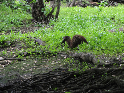 Mink, w/frog securely in mouth
