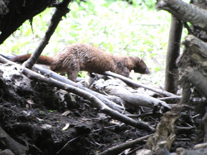  Mink, Neovison vison